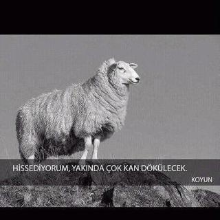 Yorum görseli
