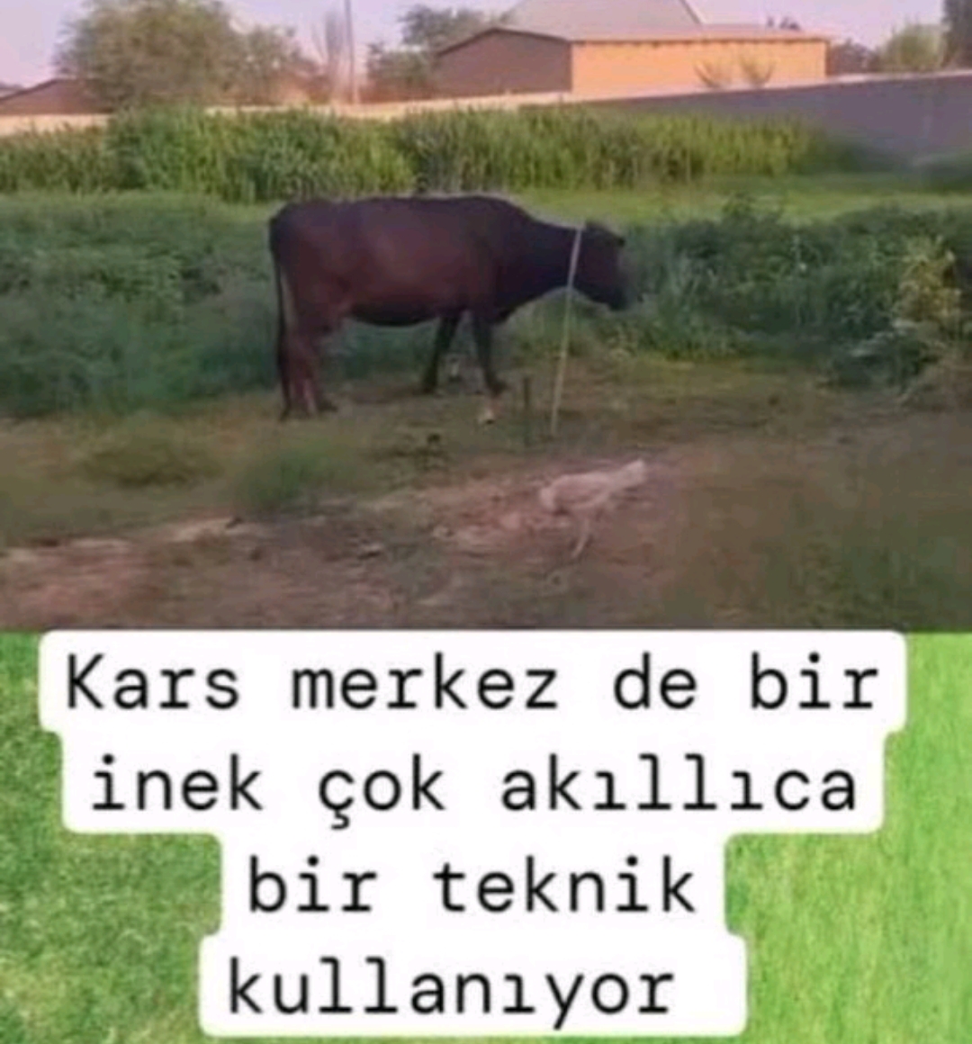 Yorum görseli