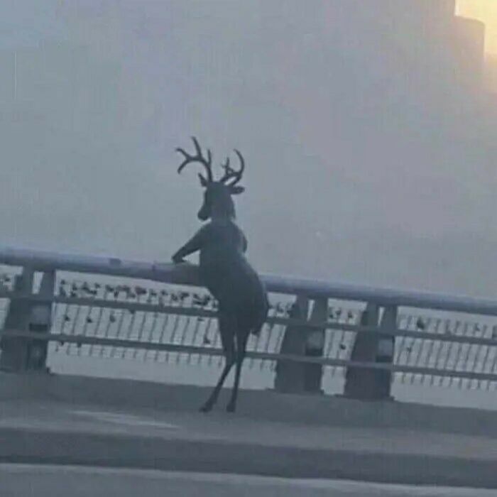 Yorum görseli